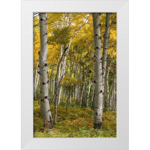 Autumn Aspens I White Modern Wood Framed Art Print by Head, Danny