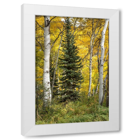 Stuck in the Middle White Modern Wood Framed Art Print by Head, Danny
