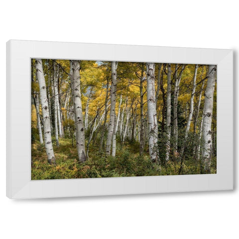Autumn Grove II White Modern Wood Framed Art Print by Head, Danny