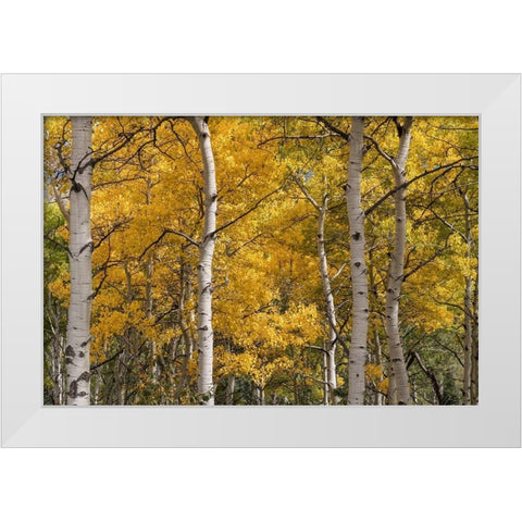 Autumn GroveI White Modern Wood Framed Art Print by Head, Danny