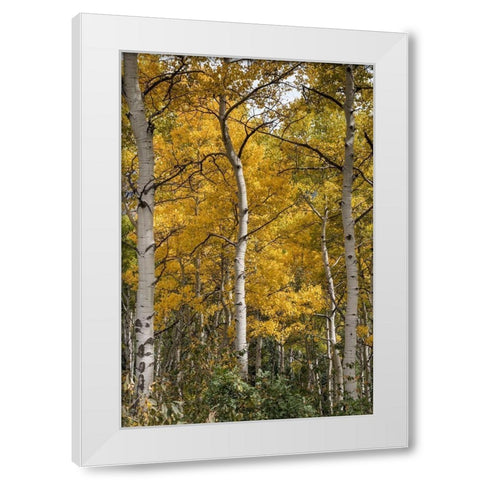 Autumn Aspens II White Modern Wood Framed Art Print by Head, Danny
