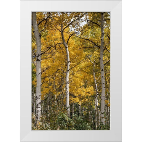 Autumn Aspens II White Modern Wood Framed Art Print by Head, Danny