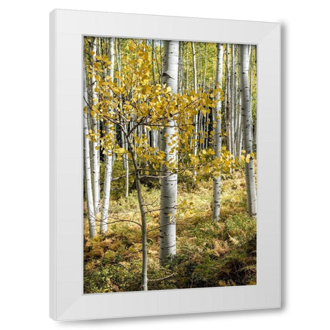 Autumn Aspens III White Modern Wood Framed Art Print by Head, Danny