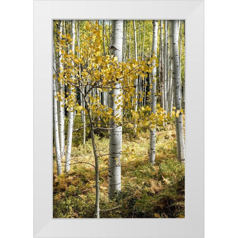 Autumn Aspens III White Modern Wood Framed Art Print by Head, Danny