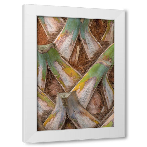 Palm Trunk Detail I White Modern Wood Framed Art Print by Head, Danny