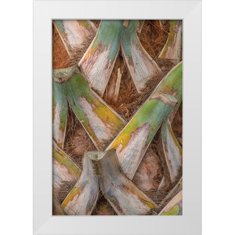 Palm Trunk Detail I White Modern Wood Framed Art Print by Head, Danny