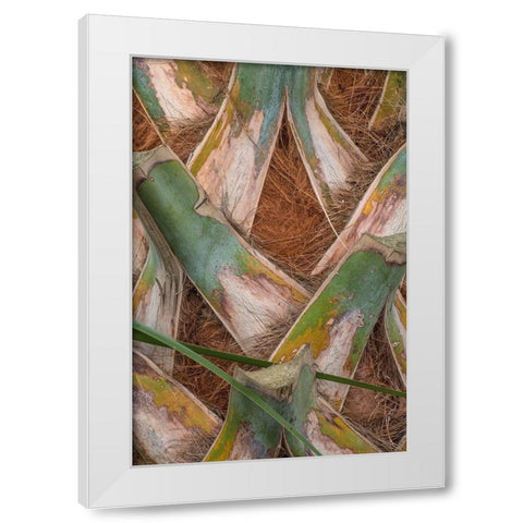 Palm Trunk Detail II White Modern Wood Framed Art Print by Head, Danny