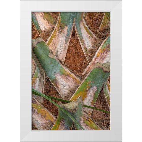 Palm Trunk Detail II White Modern Wood Framed Art Print by Head, Danny