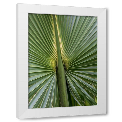 Palm Detail I White Modern Wood Framed Art Print by Head, Danny