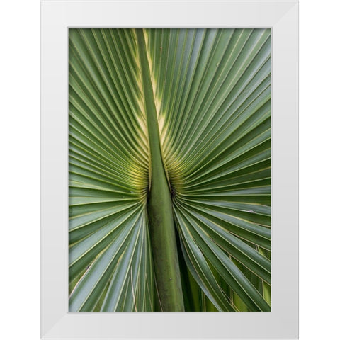 Palm Detail I White Modern Wood Framed Art Print by Head, Danny