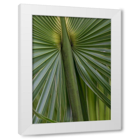 Palm Detail II White Modern Wood Framed Art Print by Head, Danny
