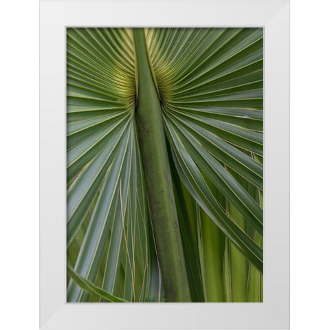 Palm Detail II White Modern Wood Framed Art Print by Head, Danny