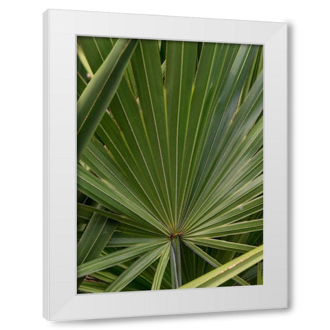Palm Detail III White Modern Wood Framed Art Print by Head, Danny