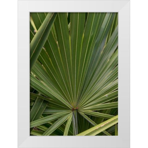 Palm Detail III White Modern Wood Framed Art Print by Head, Danny