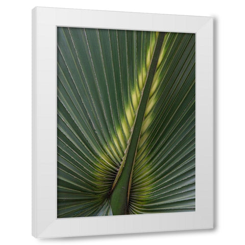 Palm Detail IV White Modern Wood Framed Art Print by Head, Danny