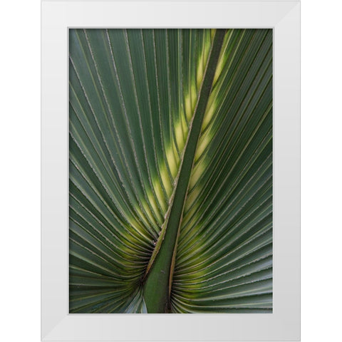 Palm Detail IV White Modern Wood Framed Art Print by Head, Danny