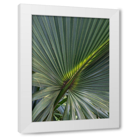 Palm Detail V White Modern Wood Framed Art Print by Head, Danny