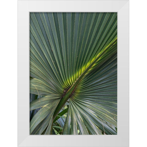 Palm Detail V White Modern Wood Framed Art Print by Head, Danny
