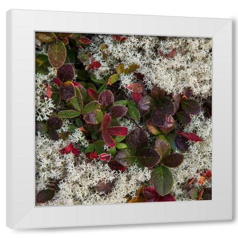 Ground Cover II White Modern Wood Framed Art Print by Head, Danny