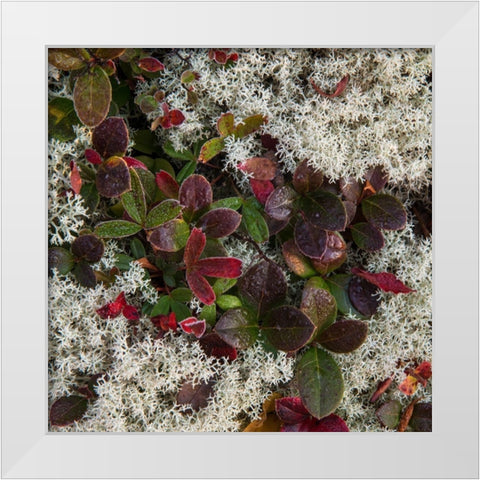 Ground Cover II White Modern Wood Framed Art Print by Head, Danny