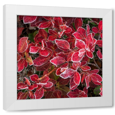 Ground Cover III White Modern Wood Framed Art Print by Head, Danny