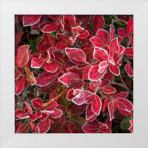 Ground Cover III White Modern Wood Framed Art Print by Head, Danny