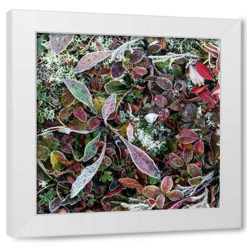 Ground Cover IV White Modern Wood Framed Art Print by Head, Danny