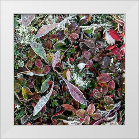 Ground Cover IV White Modern Wood Framed Art Print by Head, Danny