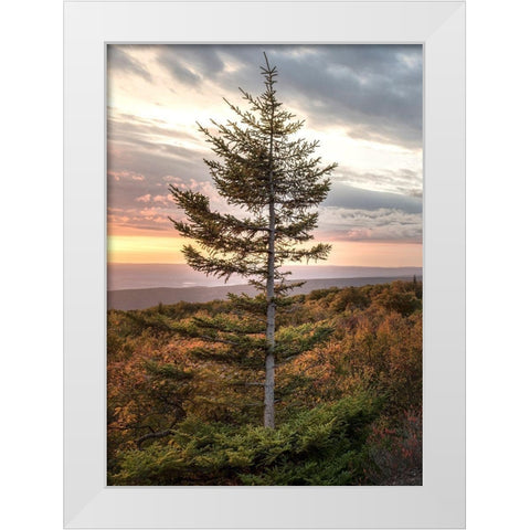 Standing Alone White Modern Wood Framed Art Print by Head, Danny
