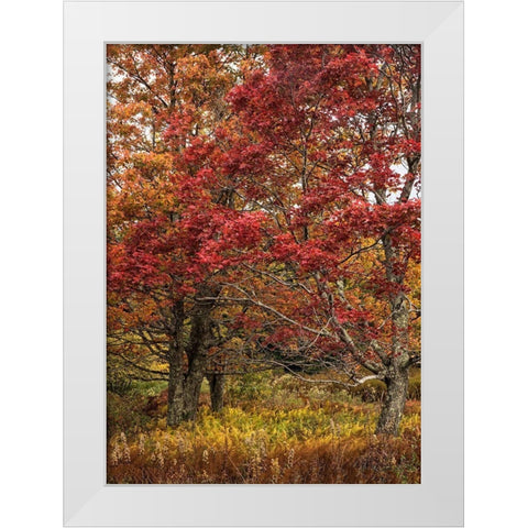 Gold and Red White Modern Wood Framed Art Print by Head, Danny