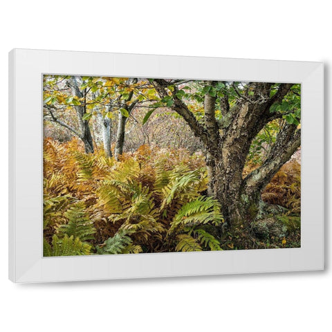 Autumn Fern White Modern Wood Framed Art Print by Head, Danny
