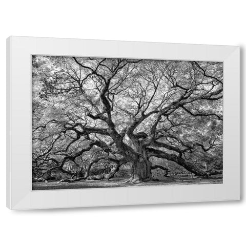 Angel Oak BAndW White Modern Wood Framed Art Print by Head, Danny