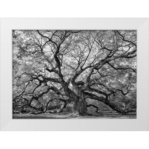 Angel Oak BAndW White Modern Wood Framed Art Print by Head, Danny