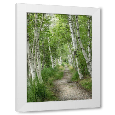 Summer Path I White Modern Wood Framed Art Print by Head, Danny