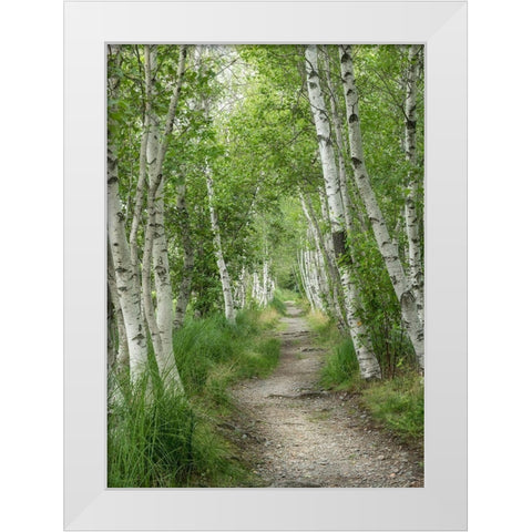 Summer Path I White Modern Wood Framed Art Print by Head, Danny