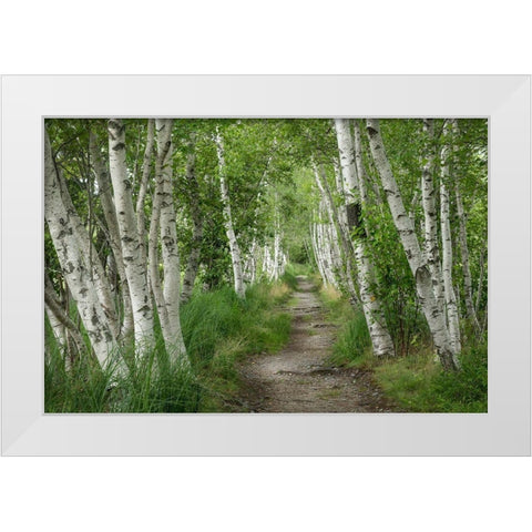 Summer Path II White Modern Wood Framed Art Print by Head, Danny