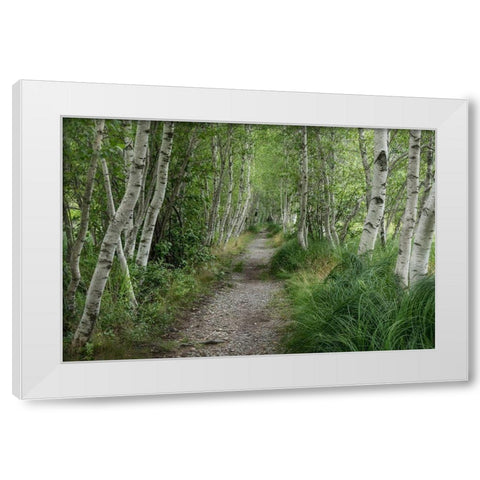 Summer Path III White Modern Wood Framed Art Print by Head, Danny