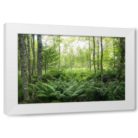 Woodlands White Modern Wood Framed Art Print by Head, Danny