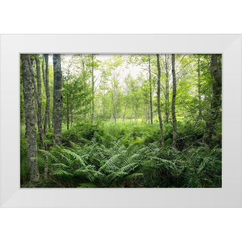 Woodlands White Modern Wood Framed Art Print by Head, Danny