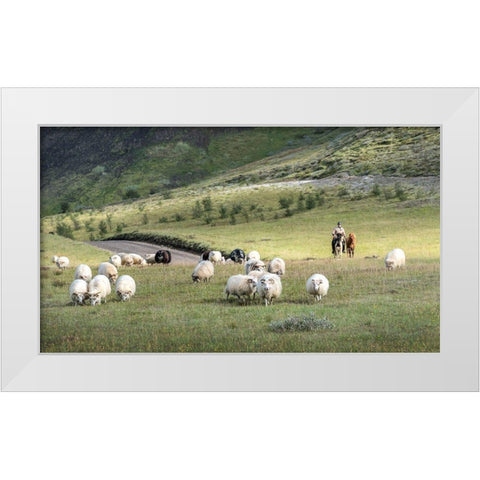 Herding Sheep III White Modern Wood Framed Art Print by Head, Danny