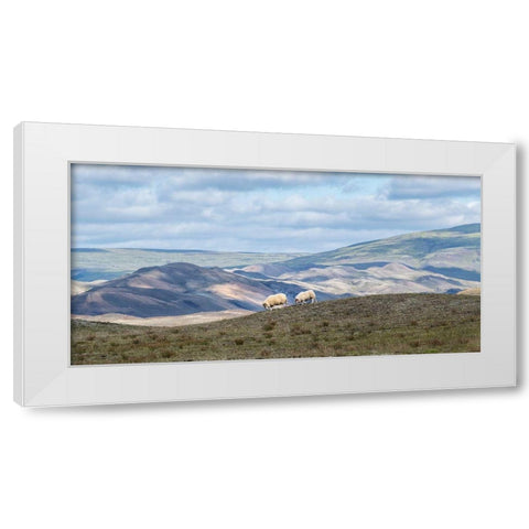 Highland Grazing I White Modern Wood Framed Art Print by Head, Danny