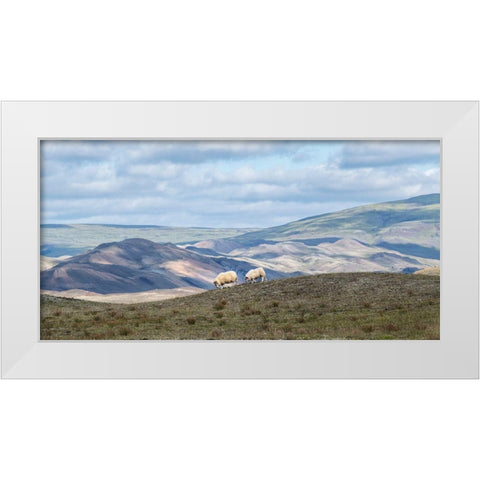 Highland Grazing I White Modern Wood Framed Art Print by Head, Danny