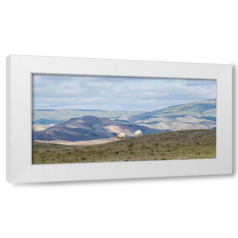 HIghland Grazing II White Modern Wood Framed Art Print by Head, Danny