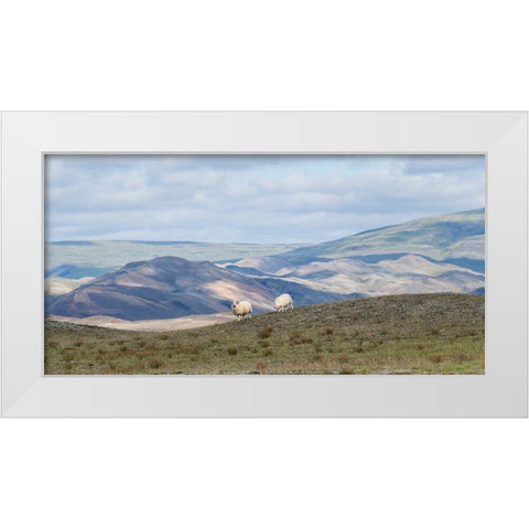 HIghland Grazing II White Modern Wood Framed Art Print by Head, Danny