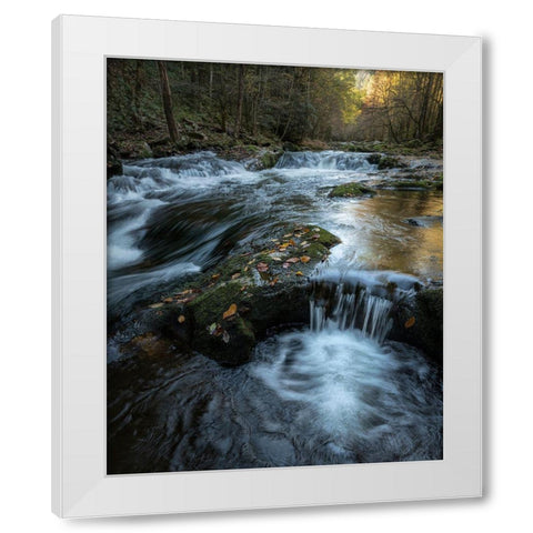 Moss and Leaves White Modern Wood Framed Art Print by Head, Danny