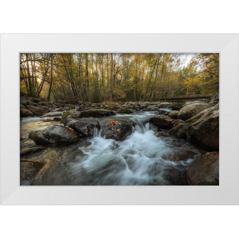Amber Autumn II White Modern Wood Framed Art Print by Head, Danny