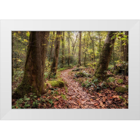 Mt Sterling Trail I White Modern Wood Framed Art Print by Head, Danny