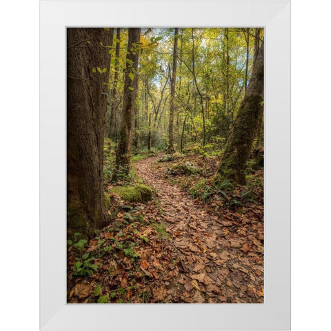 Mt Sterling Trail II White Modern Wood Framed Art Print by Head, Danny