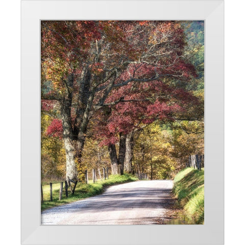 Cove Lane I White Modern Wood Framed Art Print by Head, Danny