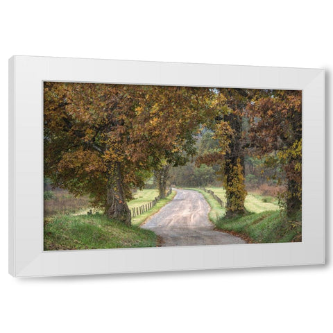 Between the Oaks White Modern Wood Framed Art Print by Head, Danny